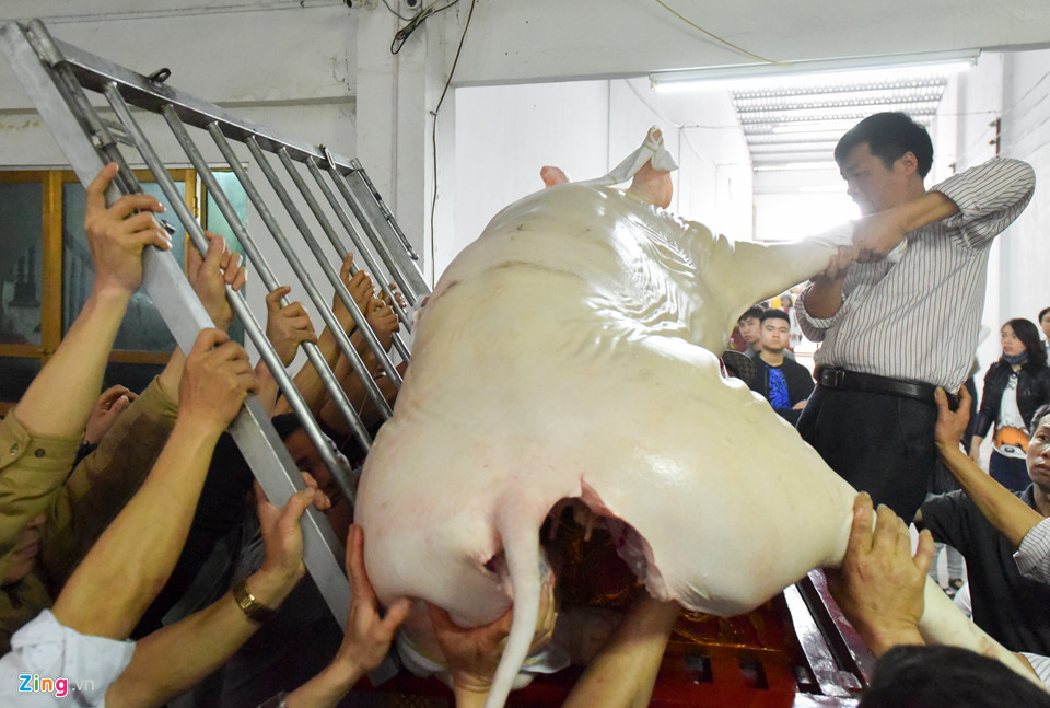 Ông lợn ngày ăn hoa quả, đêm ngủ mắc màn ở hội rước La Phù